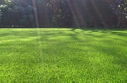 artificialgrass